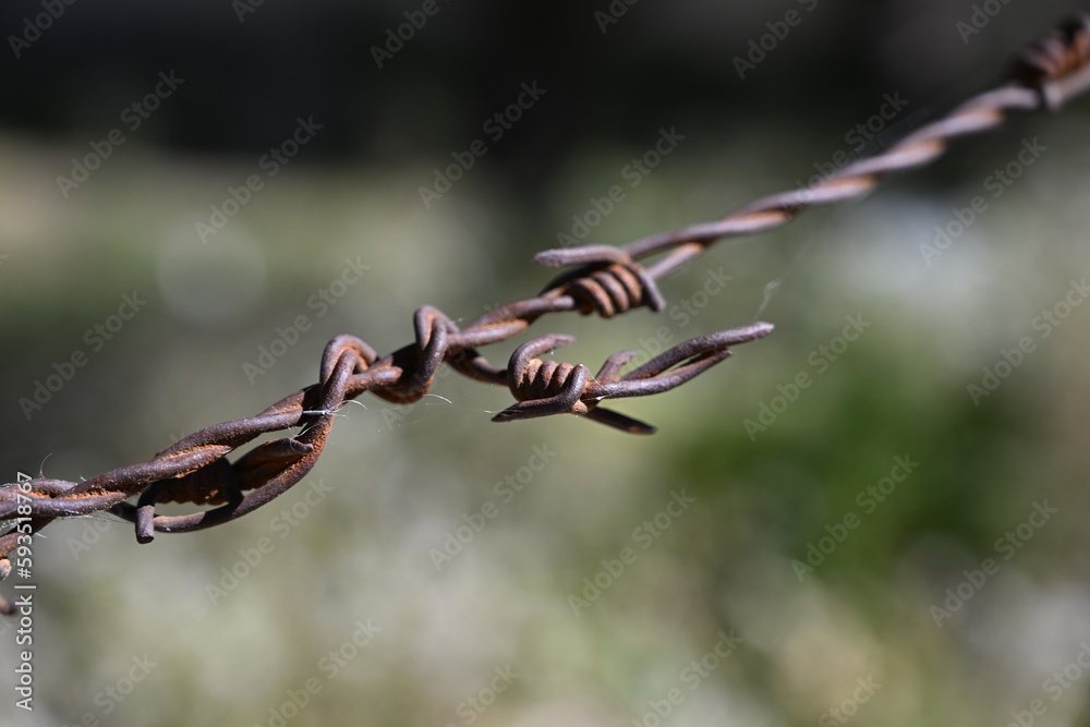Twisted, rusty barbed wire in front of a blurred, green background. Twisted, rusty barbed wire in front of a blurred, green background.