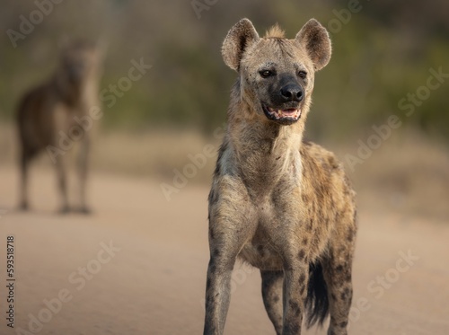 Hyena (Hyaenidae) in the Kruger national park on the blurred background