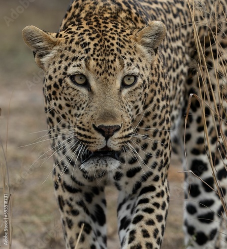 Closeup shot of the beautiful male leopard (Panthera pardus) in Kruger National Park