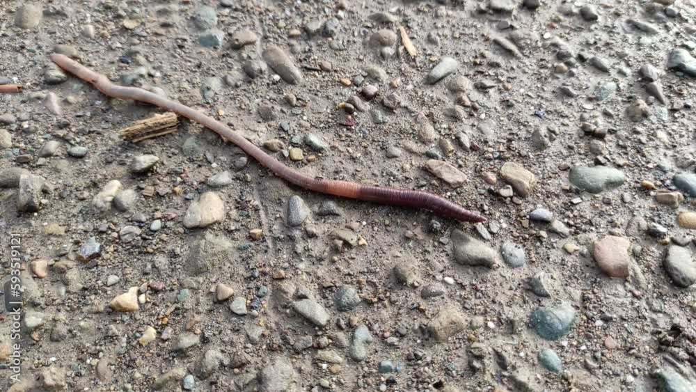 An earthworm crawls on a natural stone on the road An earthworm crawls on a natural stone on the road