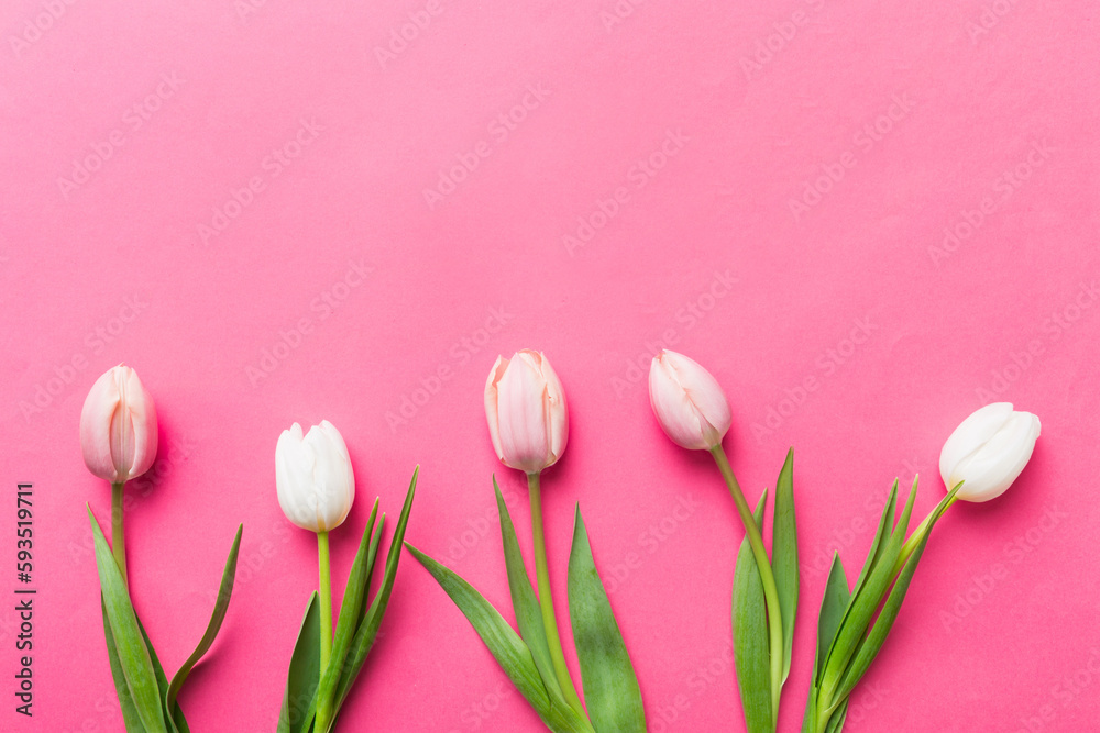 Fototapeta premium Pink and white tulips on a colored holiday frame Background. Floral spring background for March 8, birthday, mother's day. copy space top view flat lay
