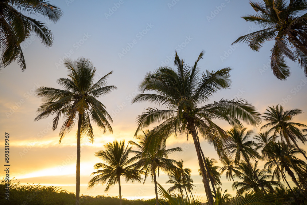 Palm plantation