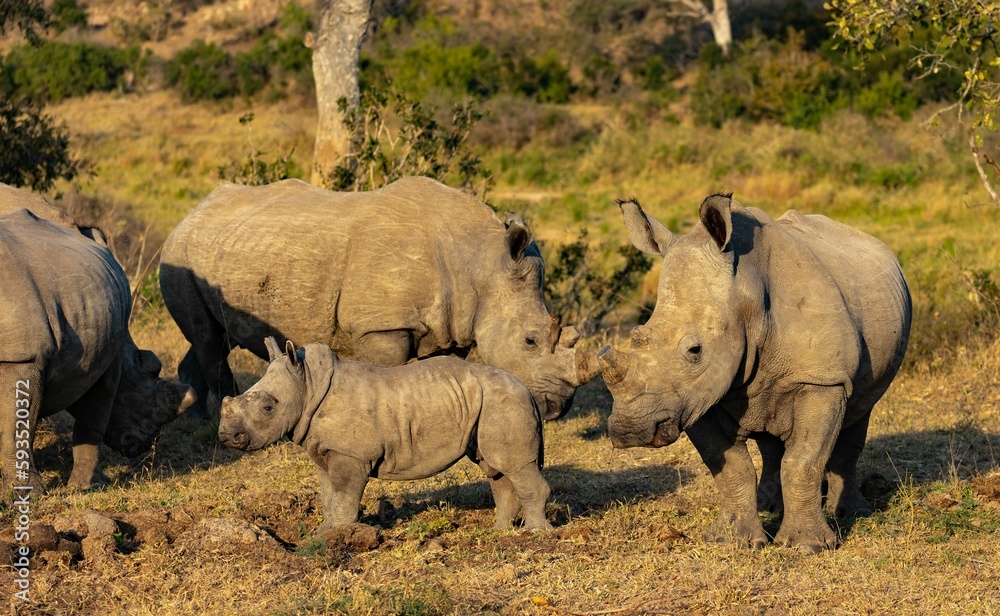 Group of rhinos and the small baby resting in the field in Kruger National Park on a sunny day