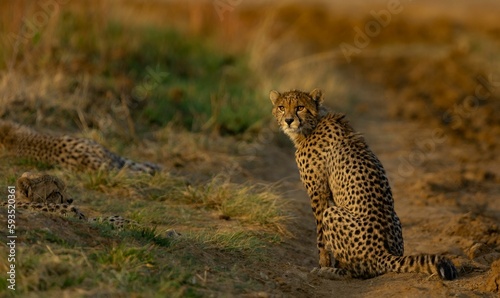 Beautiful cheetah (Acinonyx jubatus) resting in the field in Rietvlei Nature Reserve, South Africa