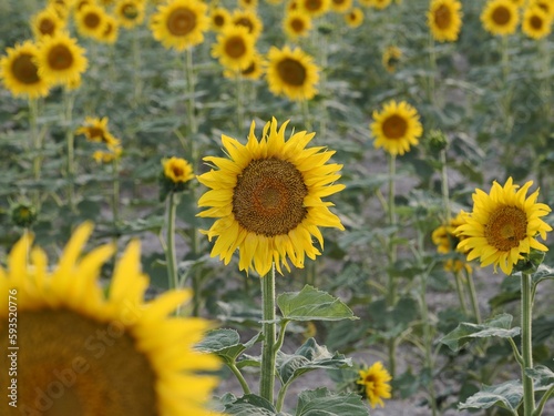 Selective focus shot of blooming sunflowers in a field