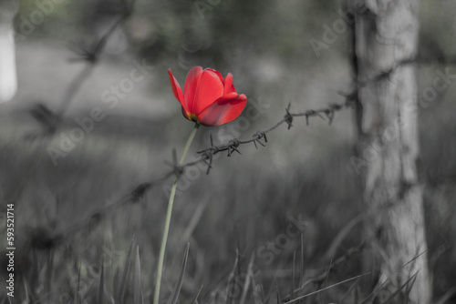 Red tulip behind barbed wire