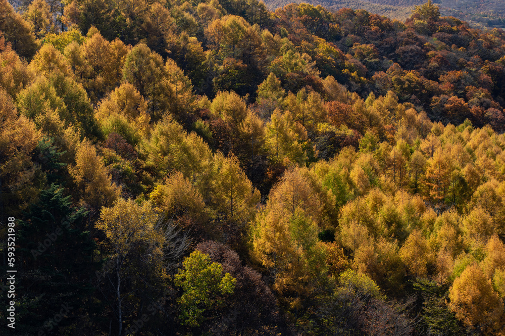 午後の日差しに映える黄葉したカラマツ林