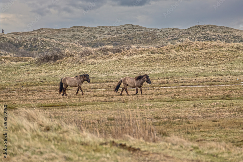 horses grazing in a field at Texel the Netherlands horses grazing in a field at Texel the Netherlands