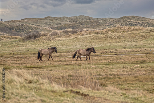 horses grazing in a field at Texel the Netherlands