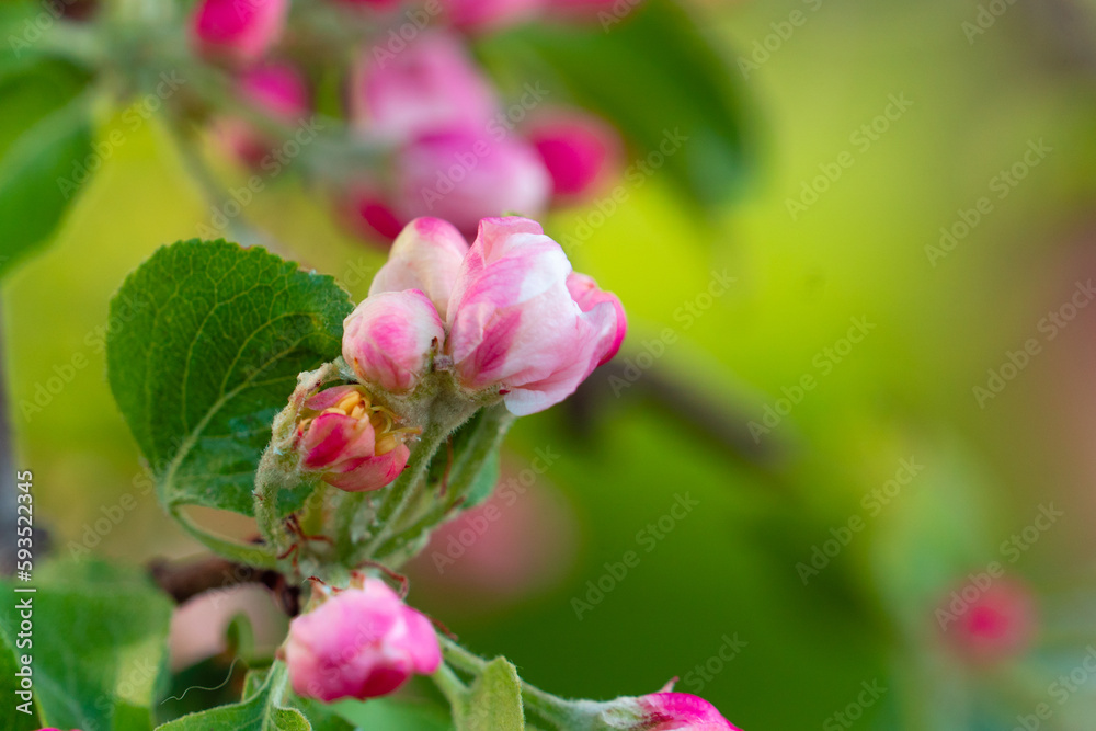 Closeup blooming pink flower of apple tree branch against blurred green foliage background Closeup blooming pink flower of apple tree branch against blurred green foliage background
