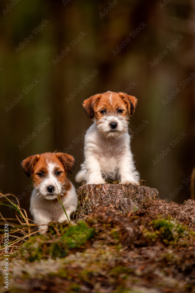 Cute jack russel terrier puppies