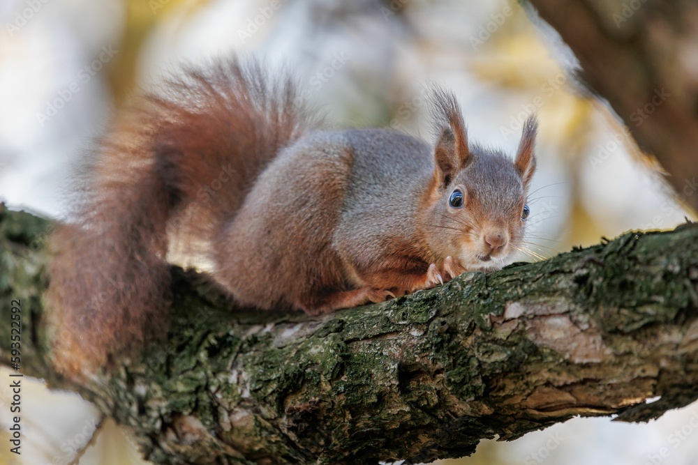 Closeup of a Red squirrel on a tree branch