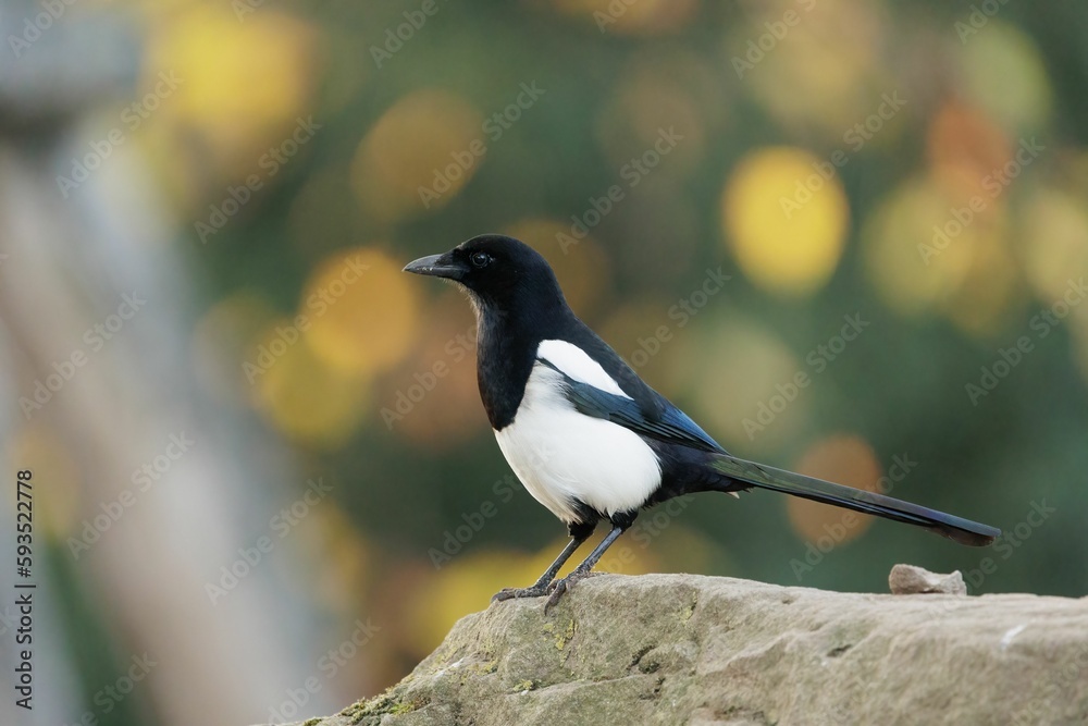 Closeup shot of a single Eurasian magpie bird on a rock in the blurred background. Closeup shot of a single Eurasian magpie bird on a rock in the blurred background.