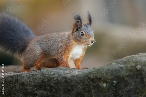 Closeup shot of a single Sciurine animal on a rock in blurred background.