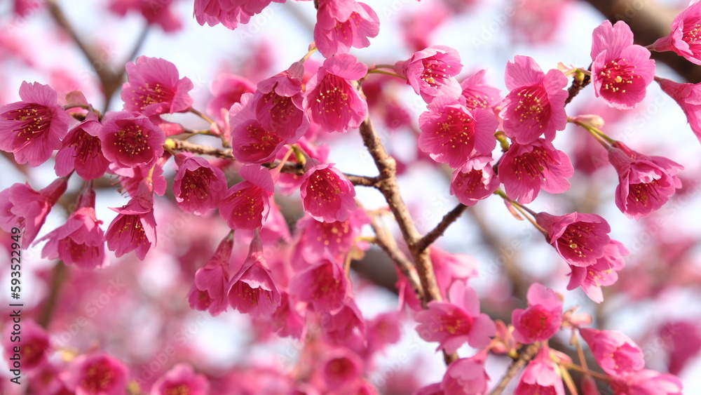 桜 桜
