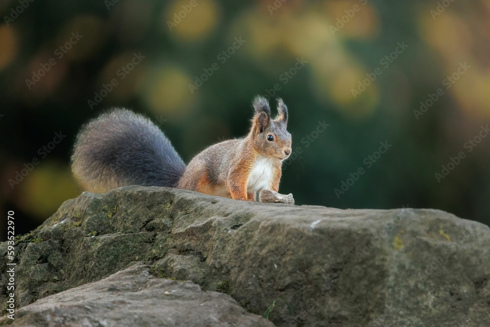 Closeup shot of a single Sciurine animal on a rock in blurred background. Closeup shot of a single Sciurine animal on a rock in blurred background.