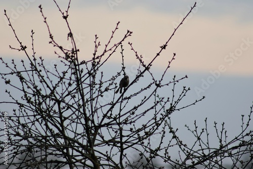 branches of a tree in the sunset