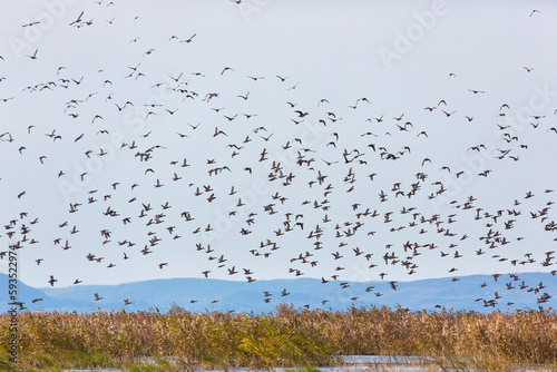 A large flock of birds flies on a lake with reeds