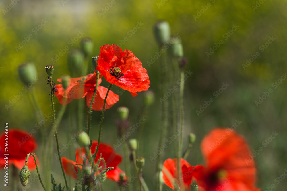 Fototapeta premium Poppy flowers bloom against the background of the sky