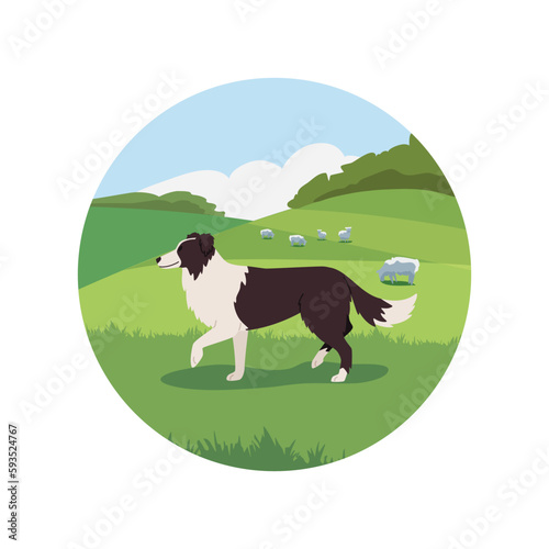 Sheepdog walking on the field with sheeps, flat vector illustration isolated on white background.