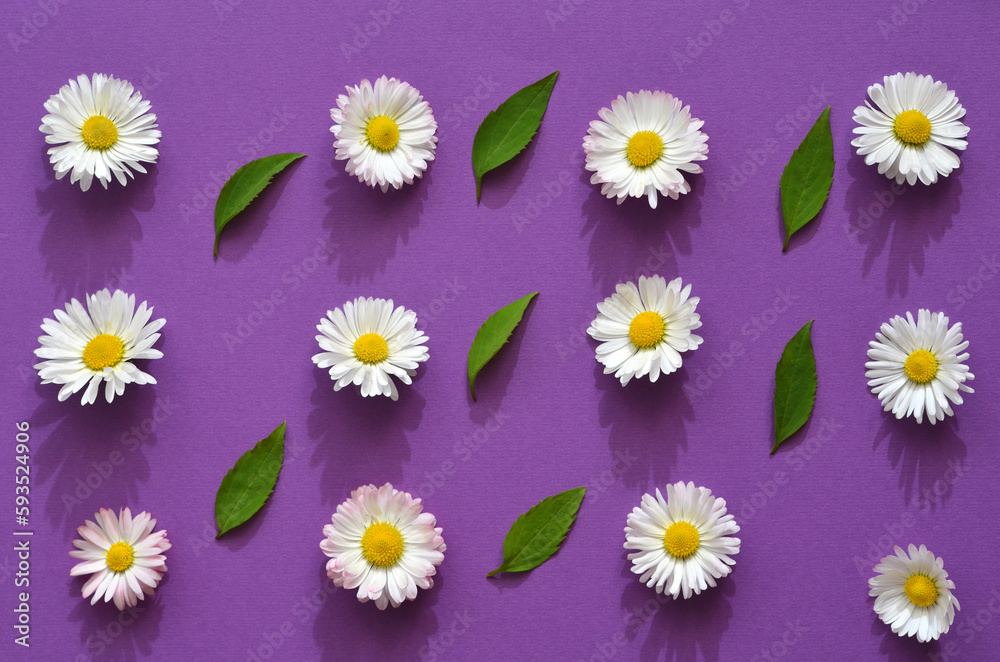 pattern of daisies on a purple background with hard shadows