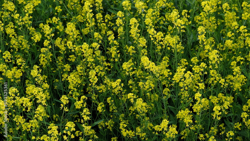 菜の花 菜の花