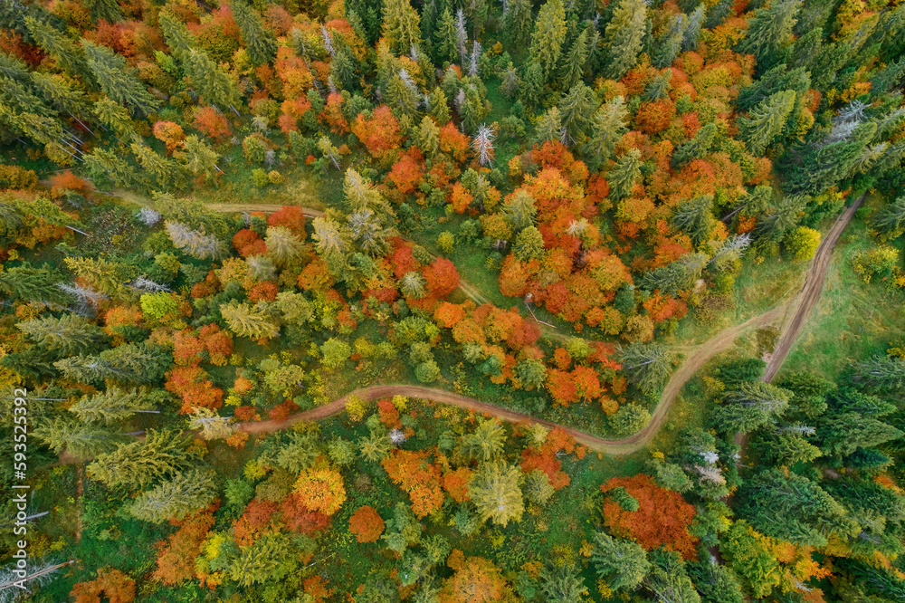 Aerial drone view over autumn forest. Colorful trees in the wood.