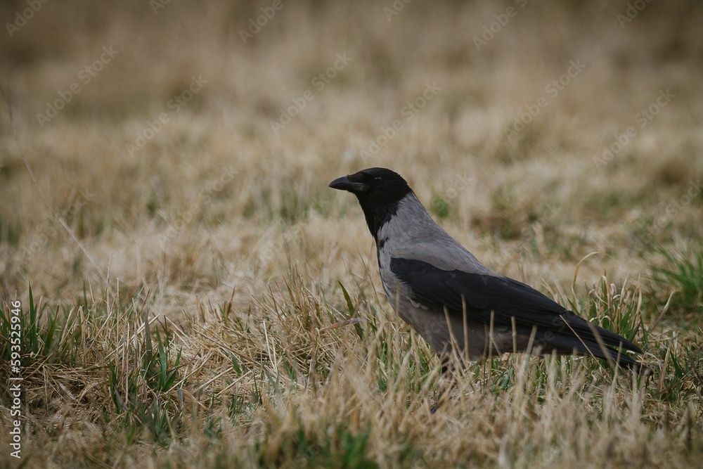 Closeup of a Eurasian magpie on the ground in a field in Norway Closeup of a Eurasian magpie on the ground in a field in Norway