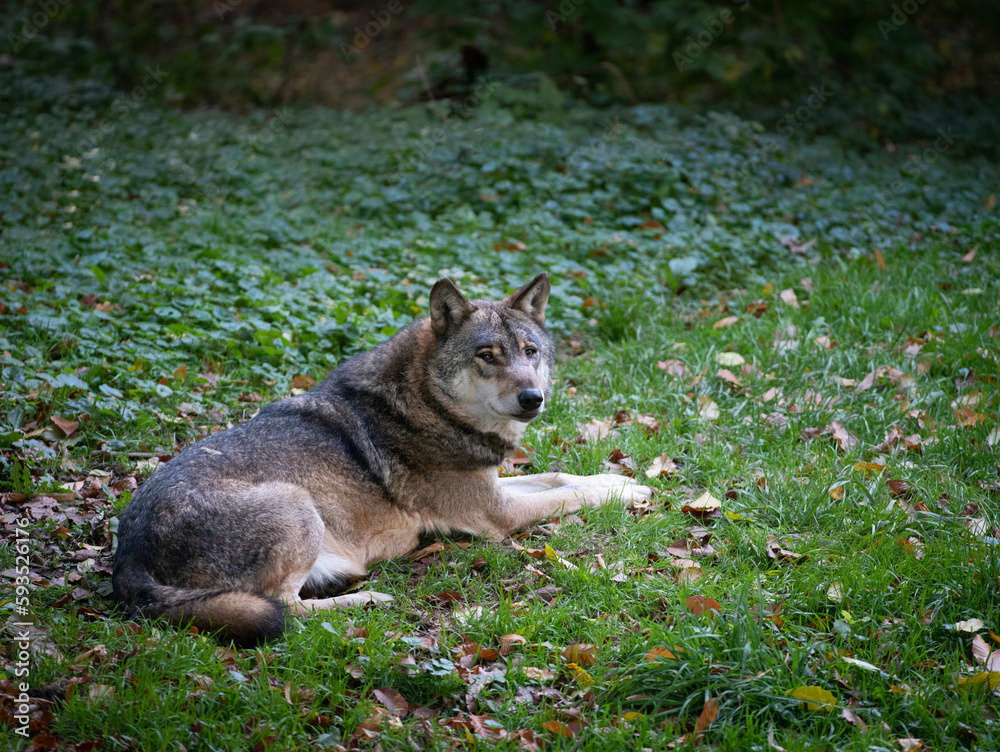 gray wolf lying on the grass