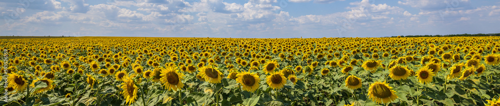 Fototapeta premium Field Bloom Yellow Sunflower against a Blue Sky in Sun on a Farm. Agriculture. Panoramic banner.