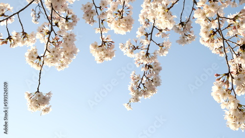 桜