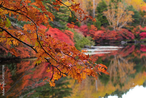 白駒池湖畔のナナカマドの紅葉