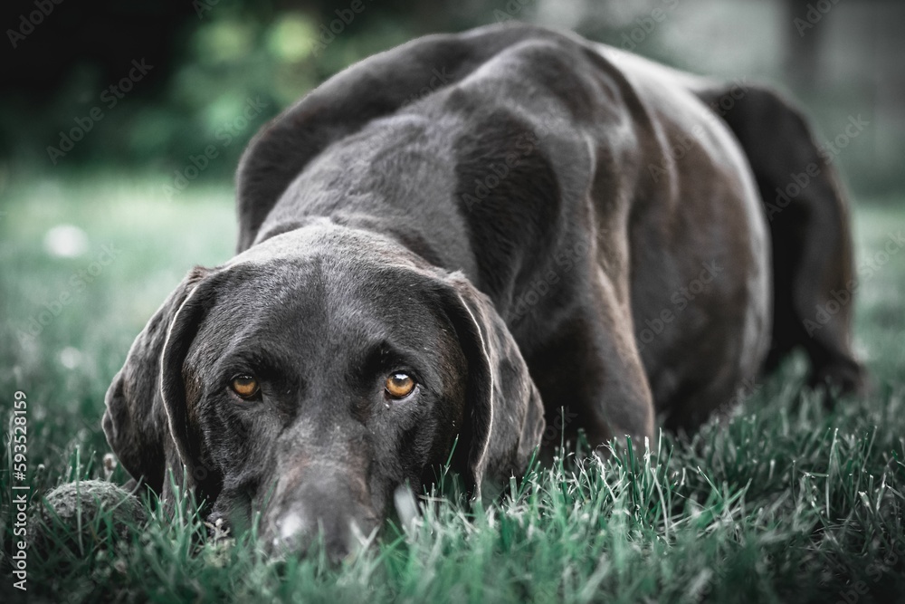 Closeup of a black dog with brown eyes laying on the grass