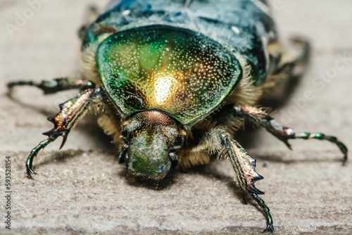 Closeup shot of a beetle