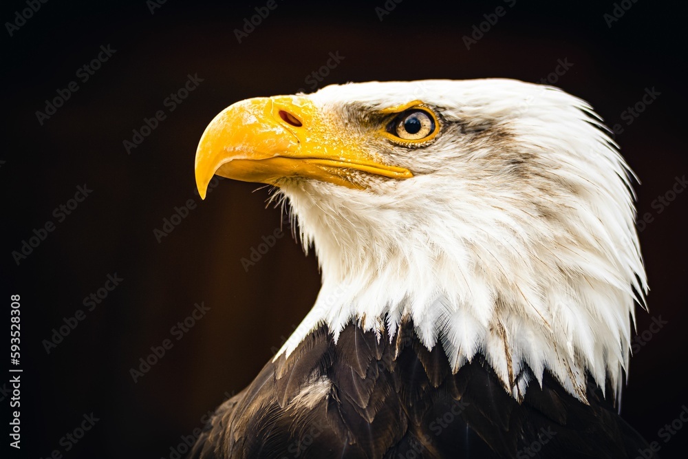Obraz premium Closeup shot of the bald eagle