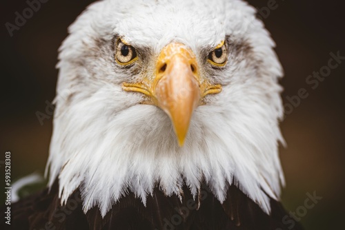 Closeup shot of the bald eagle