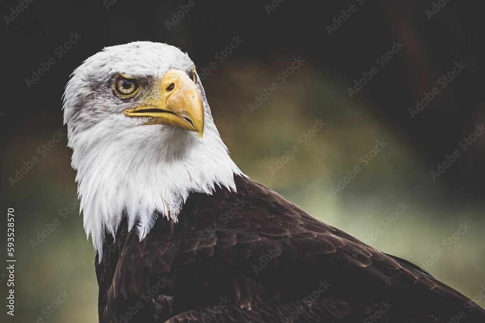 Fototapeta premium Closeup shot of the bald eagle