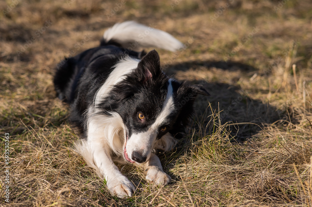 Border collie dog lies in the yellowed grass.