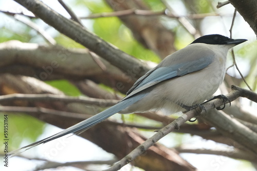 azure winged magpie on a branch