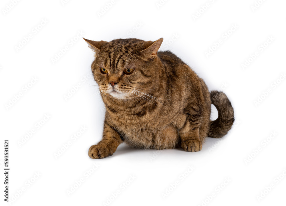 Brown tabby striped british cat isolated on white background.