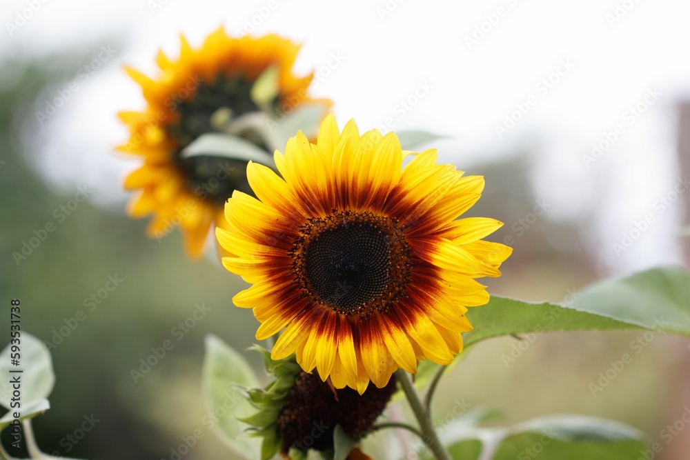 Closeup shot of the bright sunflowers in the field Closeup shot of the bright sunflowers in the field