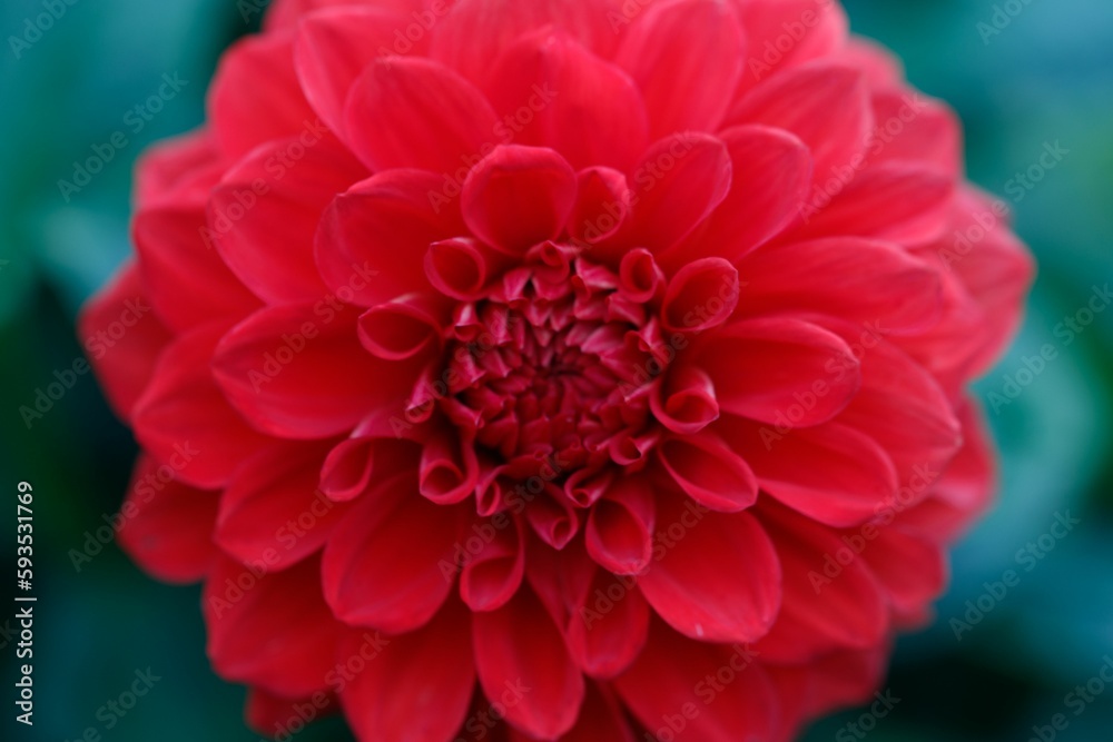 Closeup shot of the blooming red dahlia against a blurred background Closeup shot of the blooming red dahlia against a blurred background