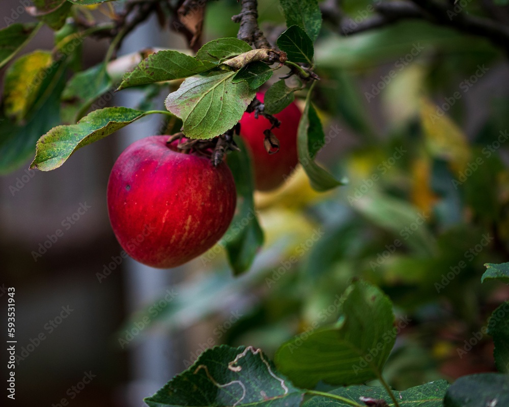 Closeup shot of the bright red organic apples on a tree branch with a blurred background Closeup shot of the bright red organic apples on a tree branch with a blurred background