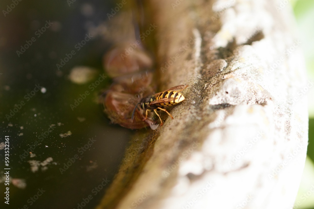 Macro shot of the small bee near the water