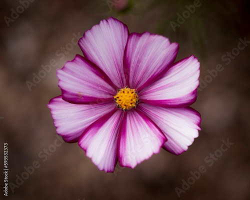 Closeup shot of the pink flower in the garden