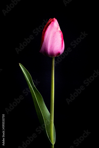 red tulip on black background © AGrandemange