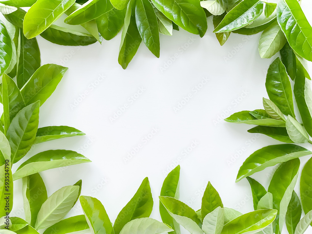 Frame of green leaves on a white background. View from above.