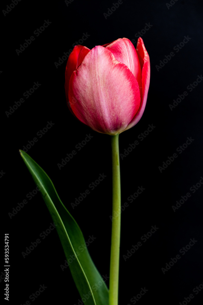 Fototapeta premium red tulip on black background
