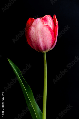 red tulip on black background