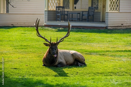 Closeup shot of a funny Roosevelt elk lying in the front yard of a house with its tongue out photo